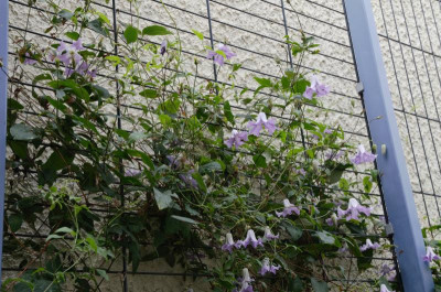 Clematis-BettyCorning.18-1.jpg