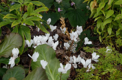 Cyclamen_hederifolium-weiß.18-1.jpg