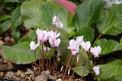 Cyclamen_hederifolium-rosa.18-1.jpg