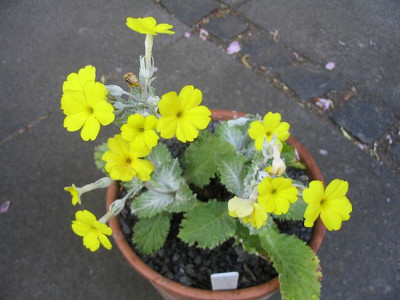 Primula_boveana_fars_2007.jpg