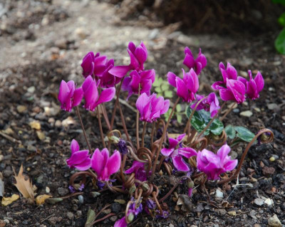 Cyclamen_hederifolium-purpur.18-1.jpg
