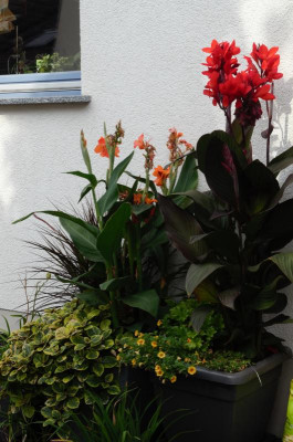 Canna.18-2.jpg