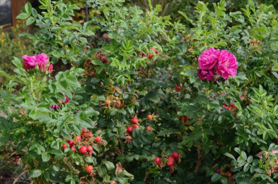 Rose-MojeHammarberg-18-3.jpg