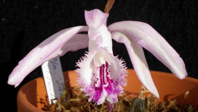 Pleione_Santorini_Soufriere_x_coronaria_2007-04-28.JPG
