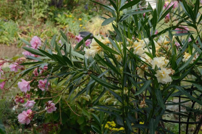 Oleander.18-1.jpg