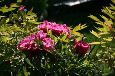 St_Paeoniasuffrosa270407.jpg