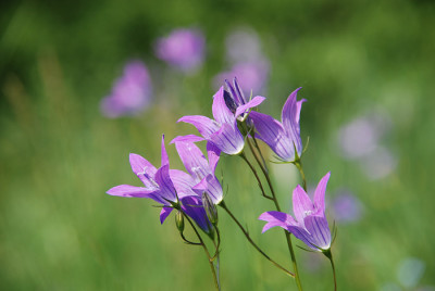 glockenblumen_wiese_a.jpg