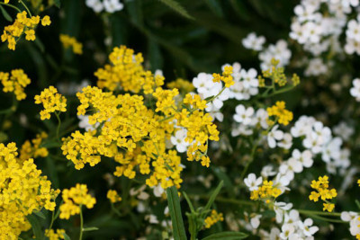 St_Allyssum280407.jpg