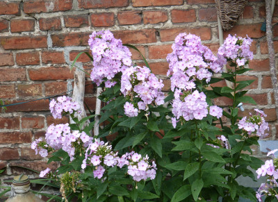 2018-08-25 Phlox 'Molodost'.jpg