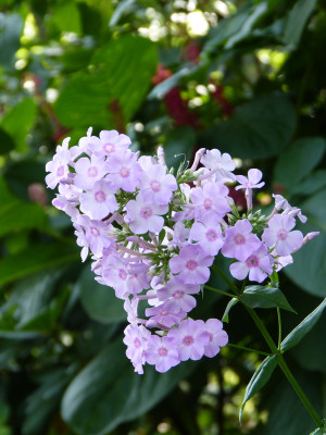 2018-08-25 Phlox 'Henki'.jpg