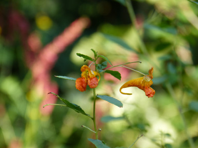 2018-08-25 Impatiens.jpg