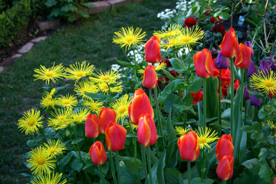 St_DoronicumTulpen160407.jpg