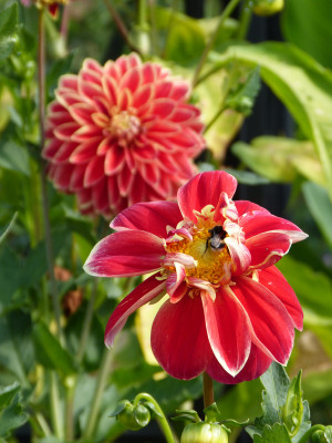 2018-08-25 Dahlia 'Maxime'.jpg