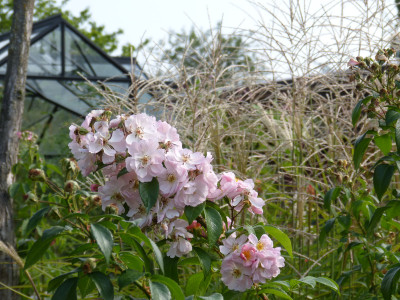 2018-08-25 Gartenimpressionen 1.jpg