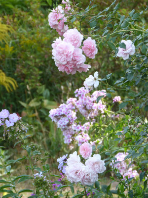 2018-08-25 Gartenimpressionen 2.jpg