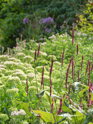 2018-08-25 Gartenimpressionen 3.jpg