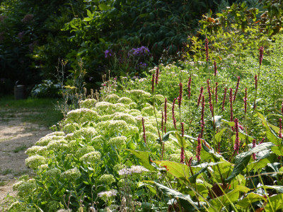 2018-08-25 Gartenimpressionen 4.jpg