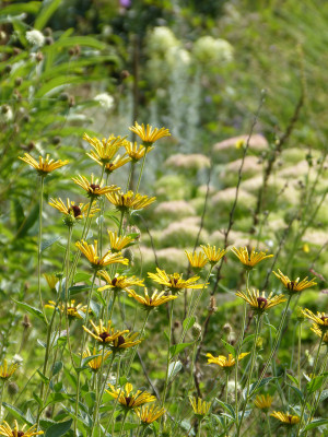 2018-08-25 Gartenimpressionen 5.jpg