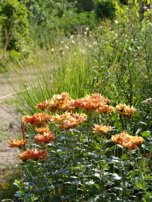 2018-08-25 Gartenimpressionen 6.jpg