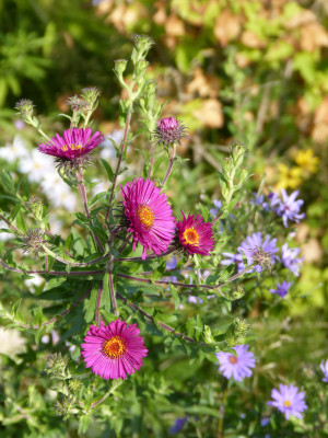 2018-08-25 Aster 'Septemberrubin'.jpg
