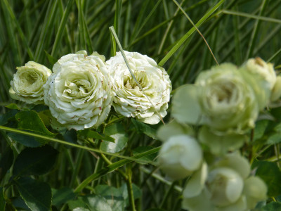 2018-08-25 Rosen 'Lovely Green'.jpg