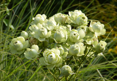 2018-08-25 Rosen 'Lovely Green' 2.jpg