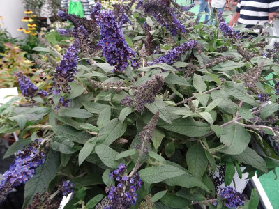 Buddleja davidii 'SMNBDBT' (ROCKETSTAR INDIGO) Plantarium 2018.JPG