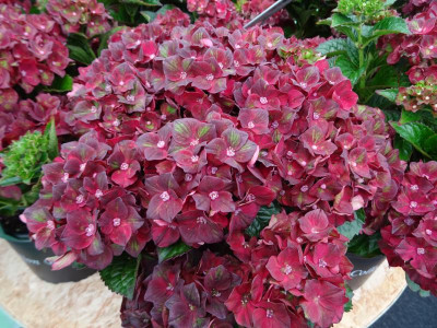 Hydrangea macrophylla 'ROCO131801' (RoCo Black Knight).JPG