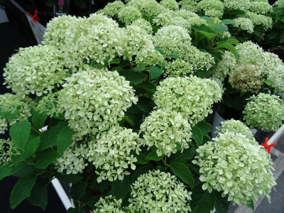 Hydrangea arborescens ‘NCHA8’ (BellaRagazza® Limetta).JPG