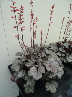 Heuchera 'Silver Gumdrop' Plantarium 2018.JPG