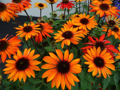Echinacea purpurea Balsomanita (Sombrero Sangrita) Plantarium 2018.JPG