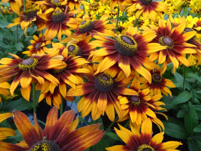 Rudbeckia hirta 'Laughing SmileyZ' Plantarium 2018.JPG