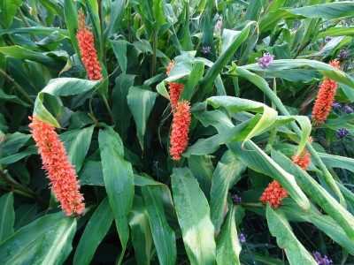 Hedychium densiflorum Assam Orange August 2018.JPG