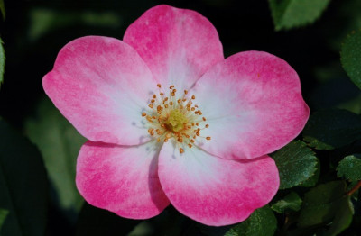 Rosa_Rush_Multiflora_Louis_Lens_1_29-04-2007.jpg