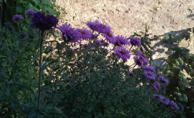WP_20180818_002.jpg