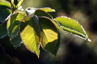 Rosentropfen-2.jpg