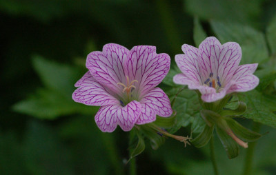 Geranium-x-oxonianum.jpg