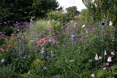 Verbena bonariensis1408.jpg