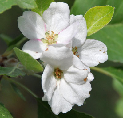Apfelblüte_Grieve.jpg