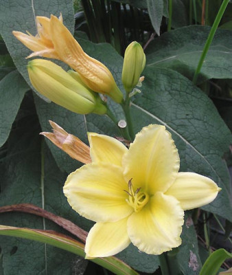 hemerocallis_welche_zweite.jpg