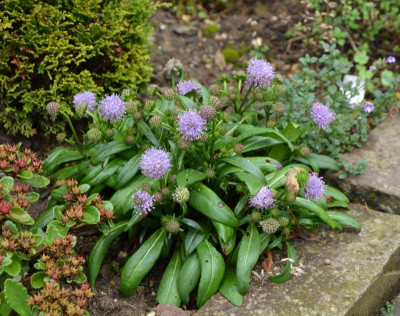 Succisa_pratensis.16-1.jpg