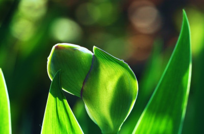 Iris_After_Dark_1_29-04-2007.jpg