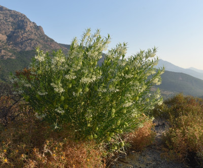 a_pflanze_corse_01.jpg