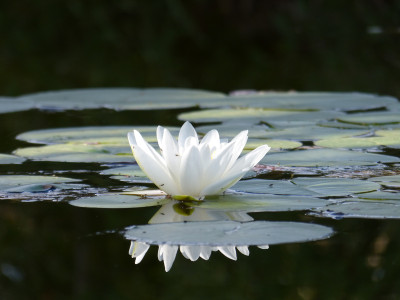2018-08-26 Gartenimpressionen 1.jpg