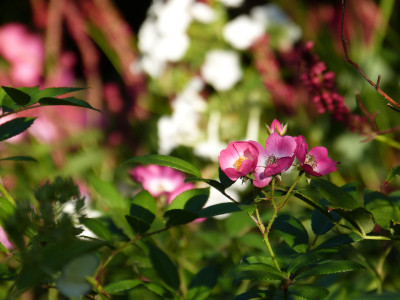 2018-08-26 Gartenimpressionen 4.jpg