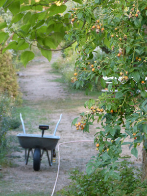 2018-08-26 Gartenimpressionen 13.jpg