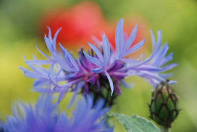 centranthus_bunt_kat.jpg