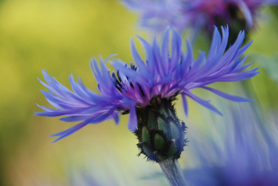 centranthus_bunt_kat2.jpg