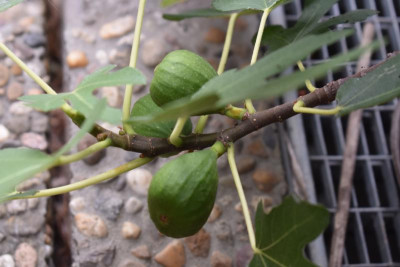 Feigen August 2018 012.JPG
