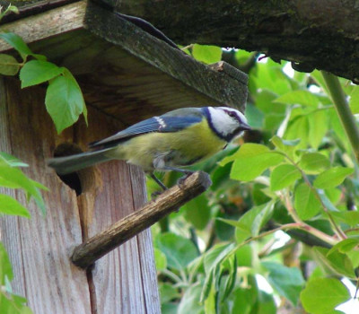Blaumeise_22.jpg